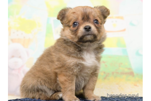 成約済の千葉県のチワワ(ロングコート)-219706の4枚目